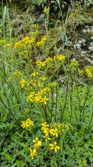 Senecio taitungensis