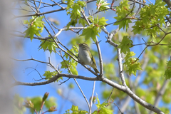 Phylloscopus coronatus