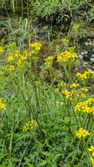 Senecio taitungensis
