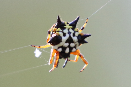 Austracantha minax