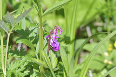 Lathyrus komarovii