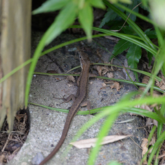 Takydromus tachydromoides