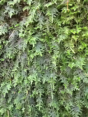 Vesicularia montagnei