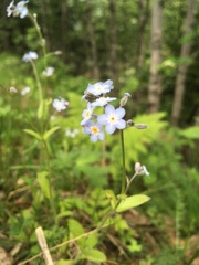 Myosotis decumbens