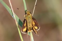 Taractrocera ina