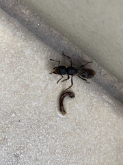 Pseudoneoponera rufipes