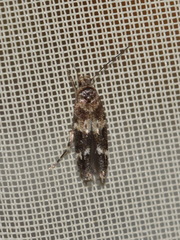 Mompha subbistrigella