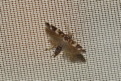 Mompha subbistrigella