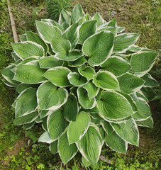 Hosta undulata
