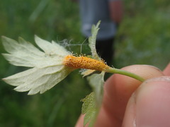 Aecidium ranunculi-acris