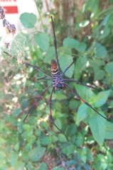Trichonephila inaurata madagascariensis