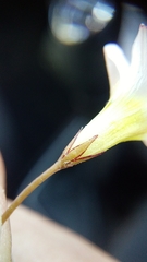 Oxalis goniorrhiza