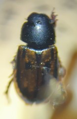 Chilothorax distinctus