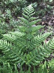 Pteridium pinetorum