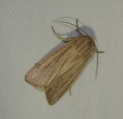 Leucania phragmitidicola