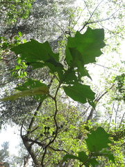 Solanum stellatiglandulosum