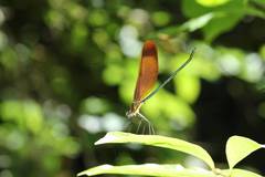 Calopteryx cornelia