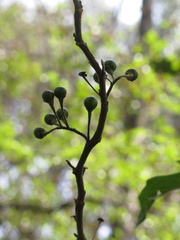 Solanum stellatiglandulosum