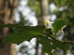 Solanum stellatiglandulosum