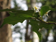 Solanum stellatiglandulosum