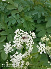 Leucozona laternaria