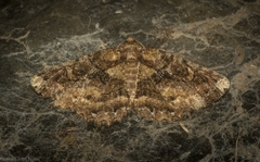 Paradromulia ambigua