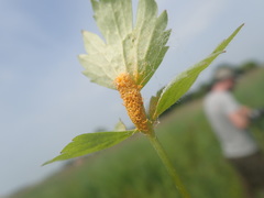 Aecidium ranunculi-acris