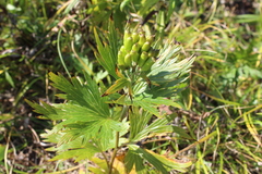 Aconitum maximum