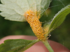 Aecidium ranunculi-acris