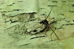Tanyptera