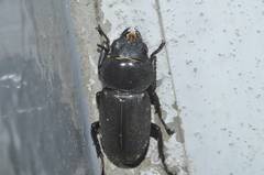 Dorcus rectus