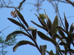 Epidendrum amphistomum