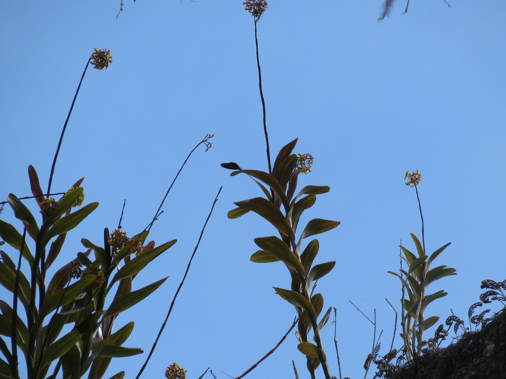 Epidendrum amphistomum
