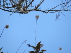Epidendrum amphistomum