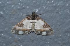 Melanthia procellata