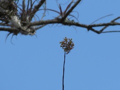 Epidendrum amphistomum