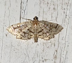 Lygropia rivulalis