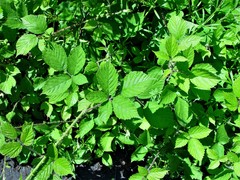 Rubus multifidus