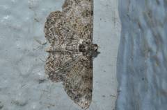 Protoboarmia faustinata