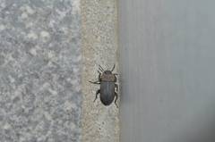 Gonocephalum persimile