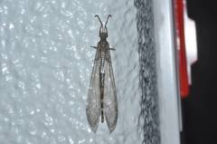 Distoleon contubernallis