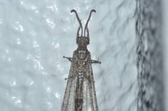 Distoleon contubernallis