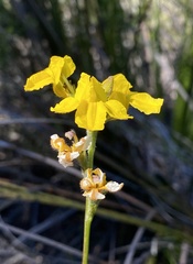 Goodenia stelligera