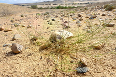 Hermannia paucifolia