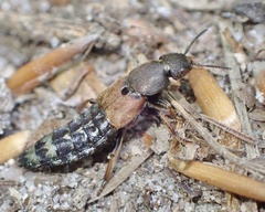 Platydracus chalcocephalus