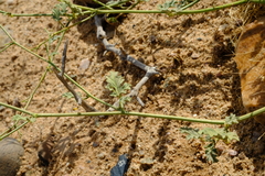 Hermannia paucifolia