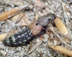 Platydracus chalcocephalus