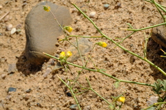Hermannia paucifolia