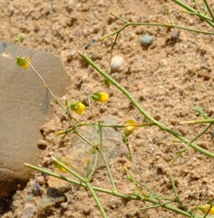 Hermannia paucifolia
