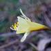 Narcissus hedraeanthus - Photo (c) adrianarias, algunos derechos reservados (CC BY-NC)